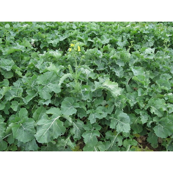 1000 Seeds HANOVER SALAD Spring KALE Smooth Siberian Brassica Napus Vegetable Seeds
