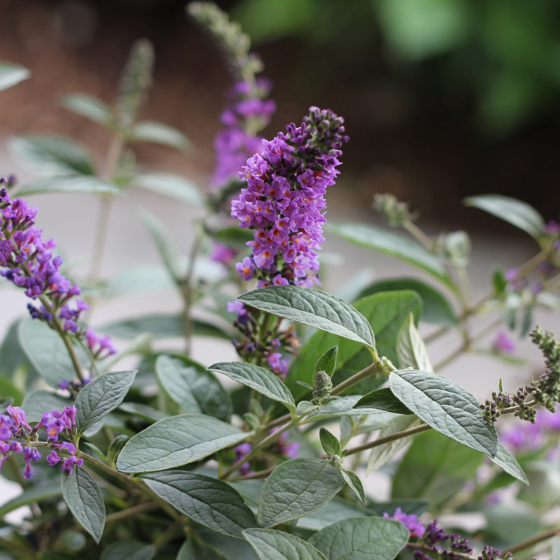Proven Winners ColorChoice 5" Lo & Behold 'Blue Chip Jr.' Butterfly Bush Live Plant in 4.5" Pot (4 Count)