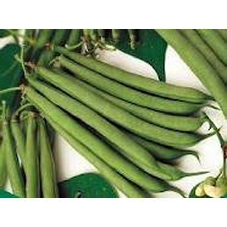 The Dirty Gardener Stringless Green Pod Beans, 1 (Best Tasting Stringless Pole Beans)