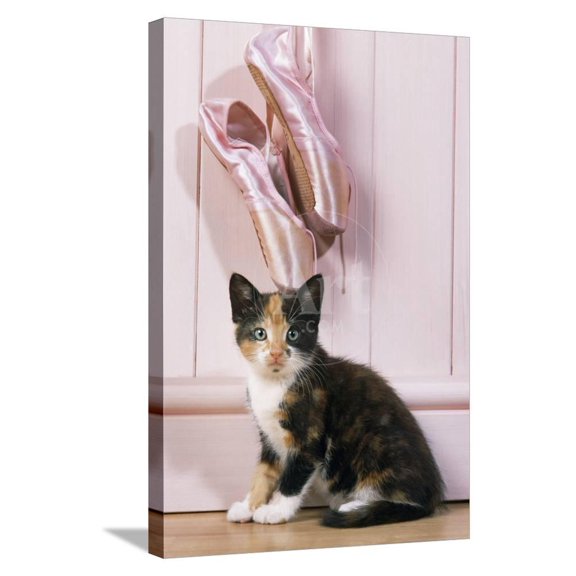 Tortoiseshell Cat Kitten with Ballet Shoes, Animals Figurative Stretched Canvas Wall Art Sold by Art.Com