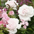 Heirloom Roses Parfuma® First Crush™ Floribunda Rose Bush Live Pink