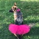 thumbnail image 3 of Disfraz de perro y gato para mascotas, disfraz de tutú para animales, fiesta de Halloween, falda de tul, ropa 171, 3 of 7