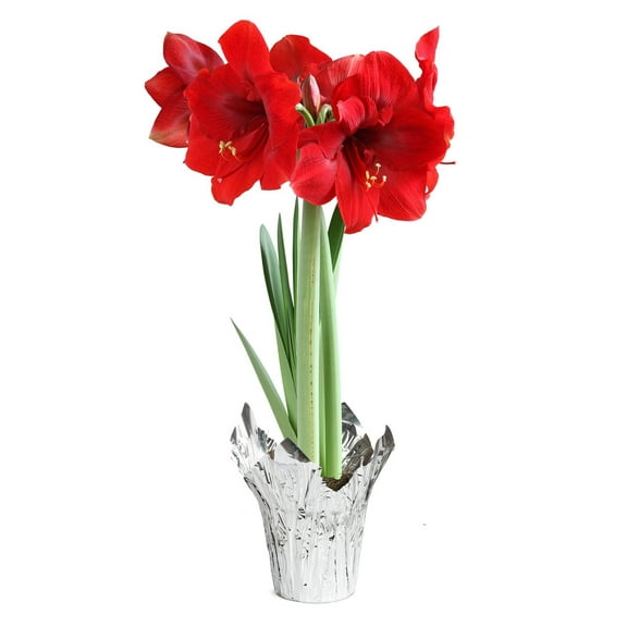 Red Amaryllis in Silver Foil