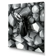thumbnail image 2 of Designart "Rocks and Bugs in Black and Grey I" Animals Canvas Wall Art - Modern Grey Insects & Bugs Bedroom Canvas Wall Art, 2 of 6