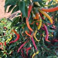 thumbnail image 1 of Cayenne Sweetness F1 Hybrid Sweet Pepper Seeds - 4 Oz ~16000 Seeds - Non-GMO, F1 Hybrid - Vegetable Garden - Capsicum annuum, 1 of 1
