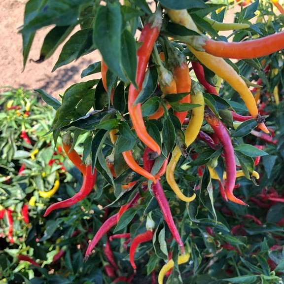 Cayenne Sweetness F1 Hybrid Sweet Pepper Seeds - 4 Oz ~16000 Seeds - Non-GMO, F1 Hybrid - Vegetable Garden - Capsicum annuum