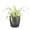Brushed Silver, variant on Live  Variegated Spider Plant - Pet Safe - 4" Full Hanging Pot