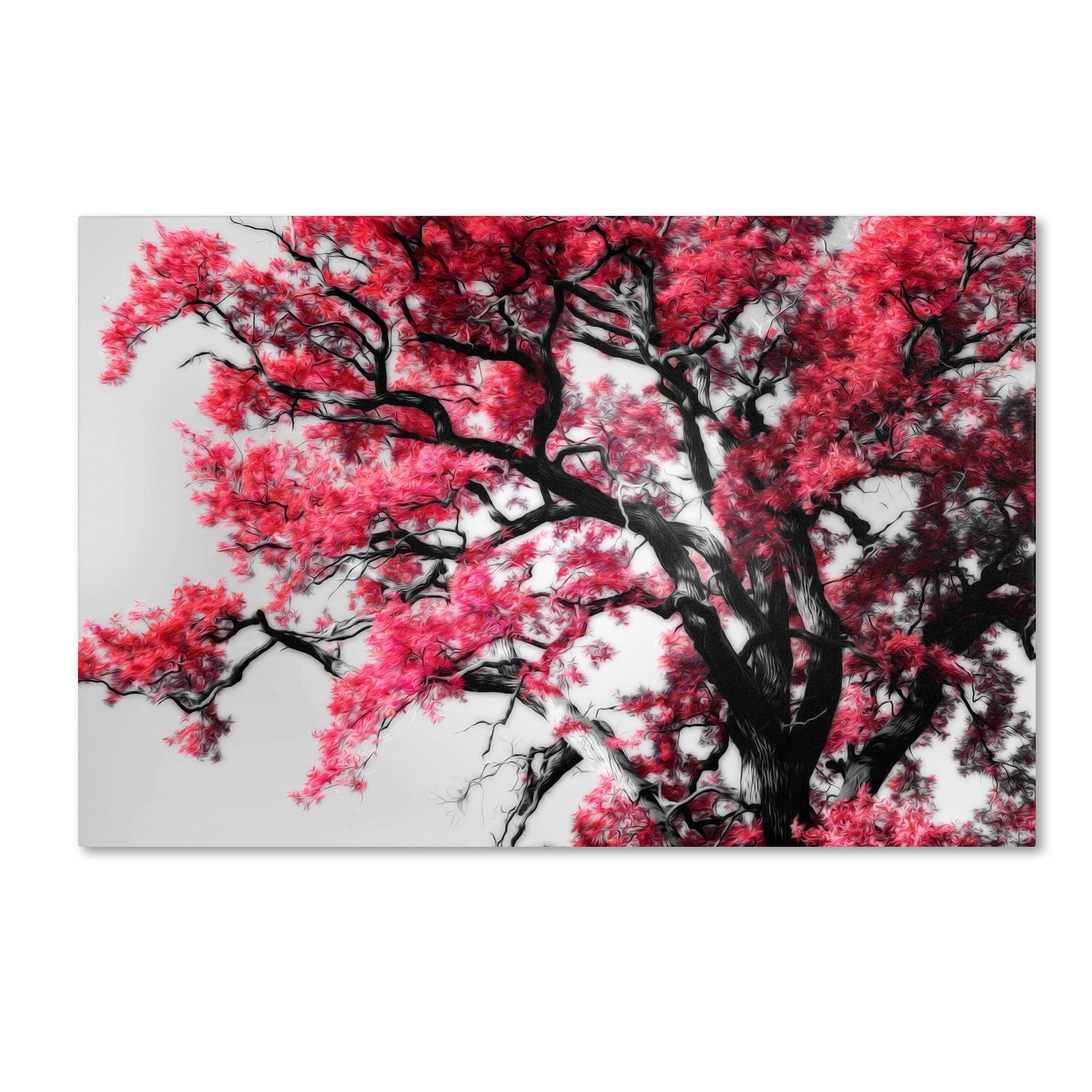 Trademark Fine Art "Glowing Tones" Canvas Art by Philippe Sainte-Laudy