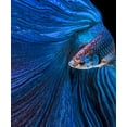 thumbnail image 2 of Halil, Andi 20x23 Black Ornate Wood Framed with Double Matting Museum Art Print Titled - Blue Moon, 2 of 4