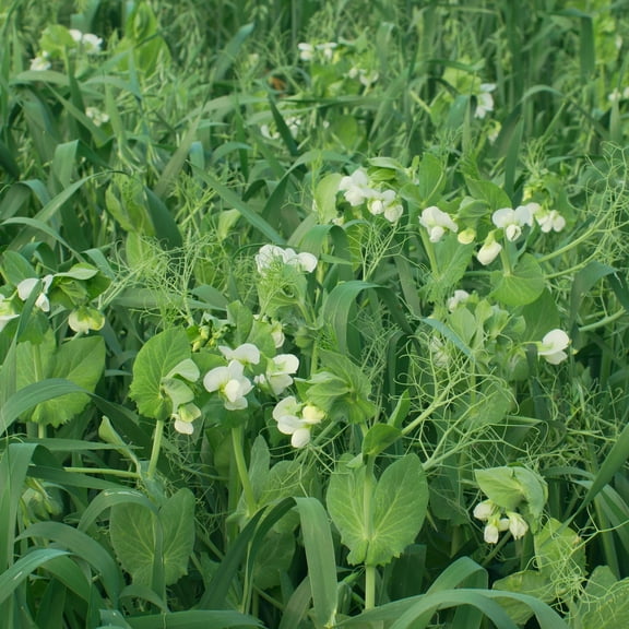 Organic Oat and Peas Cover Crop Mix Seed 4 Oz ~1,740 Seeds – Non-GMO, Nitrogen-Fixing Annual for Soil Health – No-Till, Forage-Friendly, Winter-Kill – 50–70 Days to Maturity