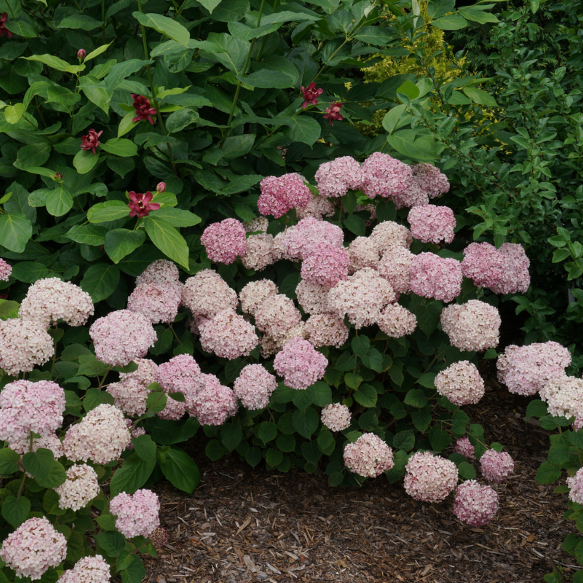 Proven Winners ColorChoice 6" Pink Incrediball Blush Smooth Hydrangea Live Plant in 7.5" Pot