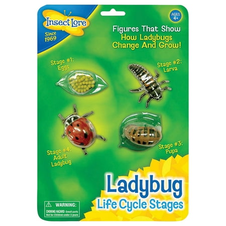 Insect Lure - Life Cycle Stages -Ladybug