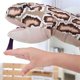 thumbnail image 2 of 155cm Simulation Plush Toys Stuffed Giant Snake Animal Toy Soft Dolls Bithday Christmas party Gifts baby Funny Hand Puppet heqiyong LED, 2 of 2
