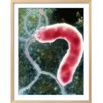 thumbnail image 2 of Helicobacter Pylori Bacterium, Framed Art Print Wall Art by NIBSC Sold by Art.Com, 2 of 6