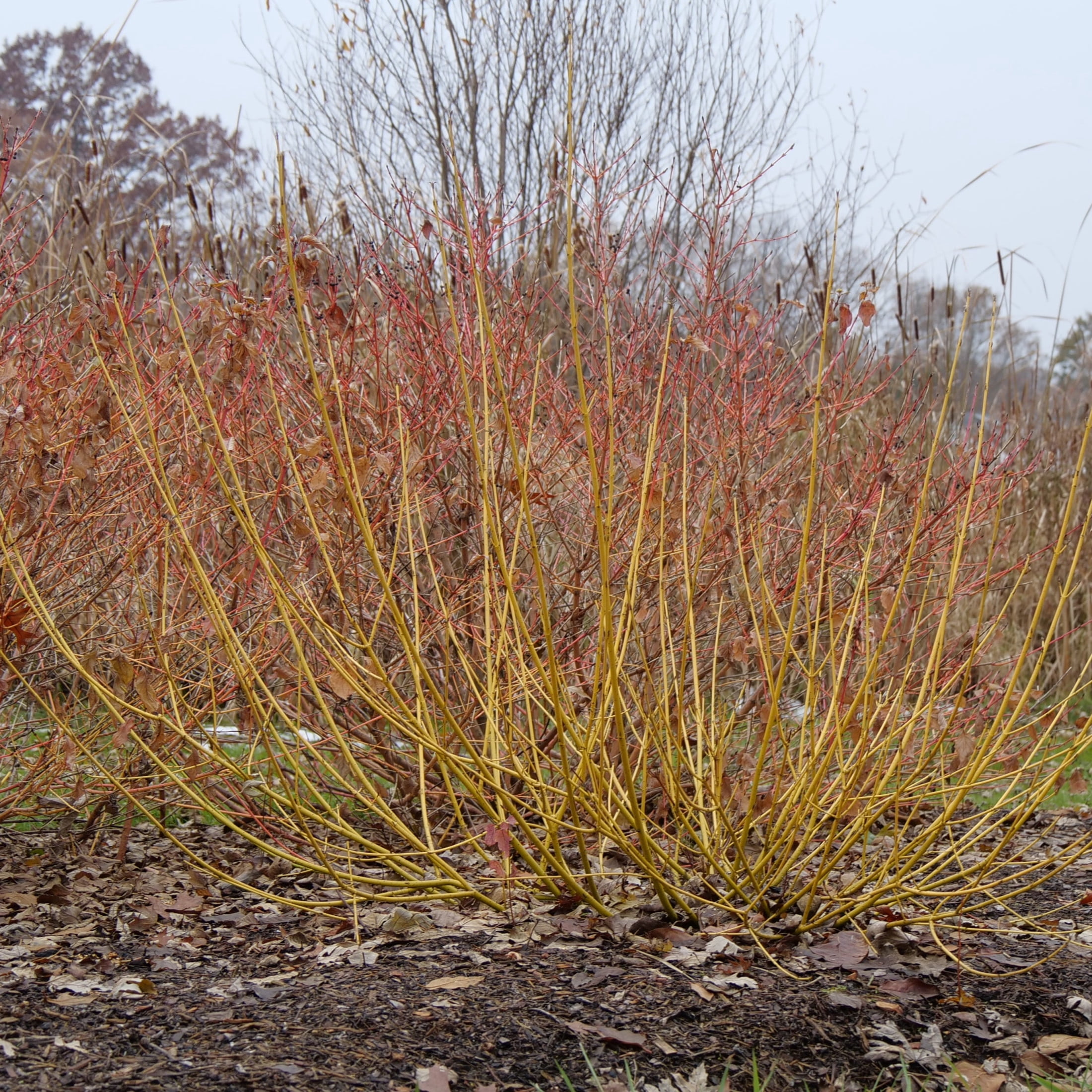 Proven Winners ColorChoice 5" Arctic Fire Yellow Dogwood Live Plant in 4.5" Pot (4 Count)
