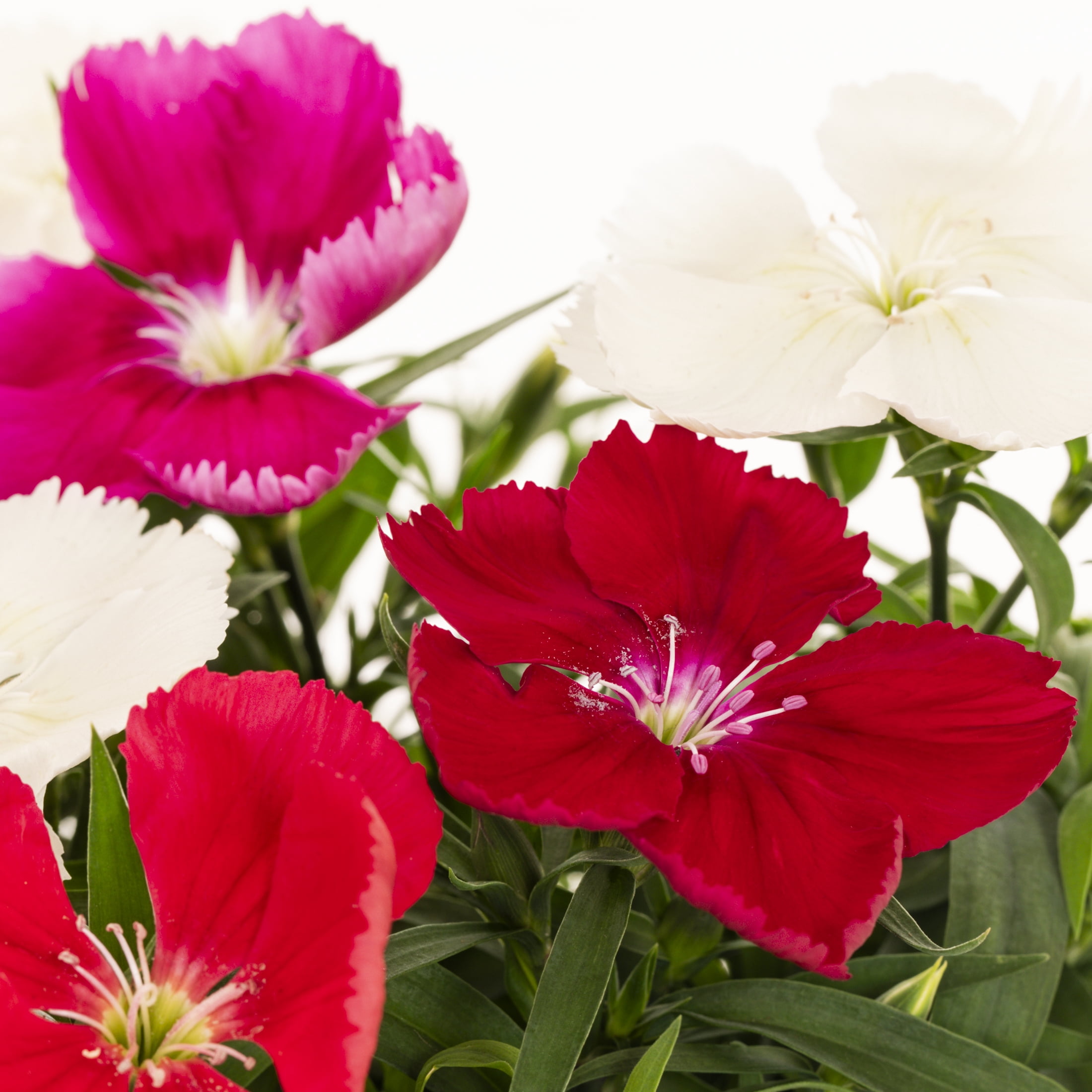 Expert Gardener 4PK Multicolor Dianthus Live Plants with Grower Pack