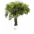 thumbnail image 1 of Lentisco Flor Natural Ramo de 50 tallos Verde 60cm de alto, 1 of 5