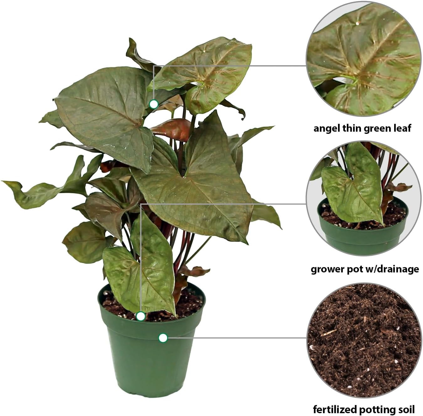 Live Combo Syngonium Arrowhead White Butterfly & Maria Allusion, Christmas Gift for Co-Worker, Housewarming Gift, Fully Rooted Indoor Plant, Healthy Houseplants in 4" Pots