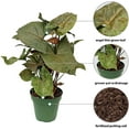 thumbnail image 2 of BLOSSOM BOOM GARDEN CENTER 10-12 in Syngonium Maria Allusion Live Plant in 4 in Pot, 2 of 5
