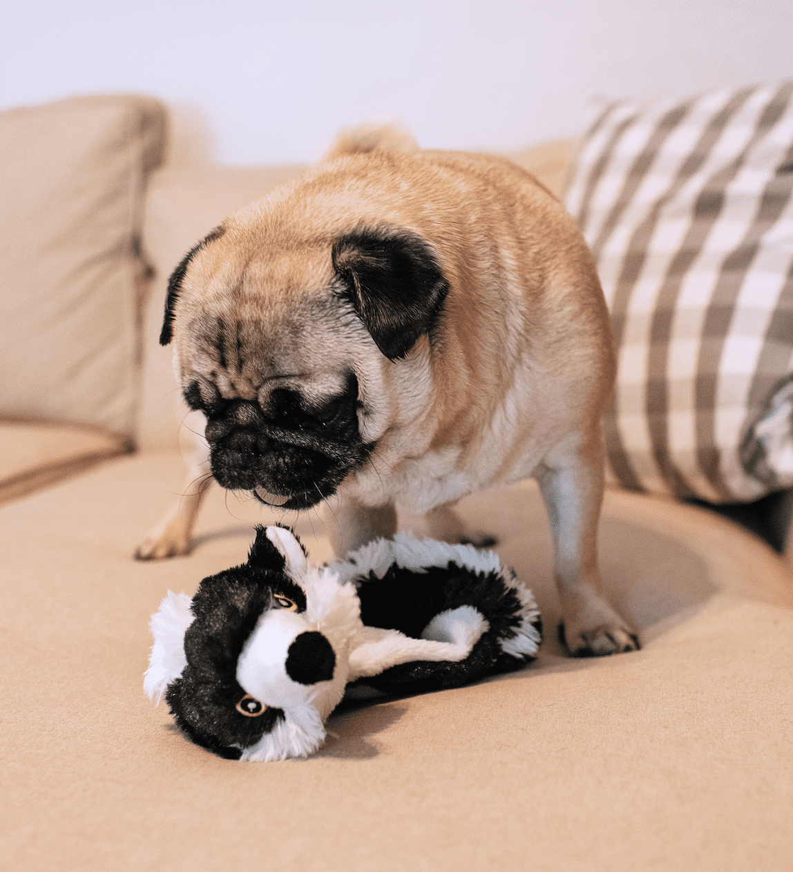 Vibrant Life Stuffing Free Skunk Dog Toy with Squeaky Ball, 20 inches
