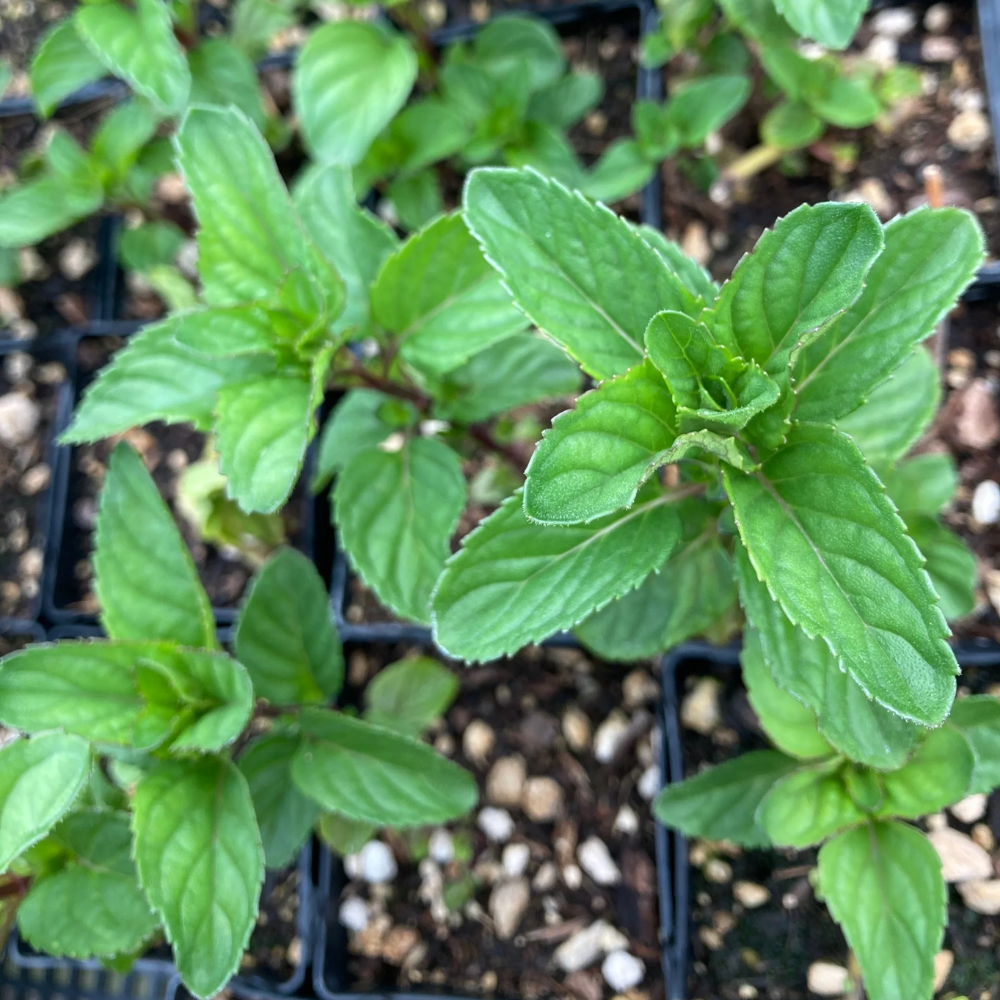 Orange Mint Plant Live, Mint Herb Plant Outdoor Indoor Garden Planting 4'' Pot