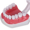 thumbnail image 1 of Keenso Teeth Model Teeth Model Tool Human Anatomical Model Durable Standard, 1 of 8