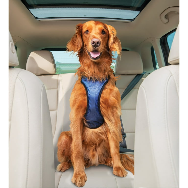 5 Best Dog Harnesses for Car Travel in 2024: Crash-Tested & Safe