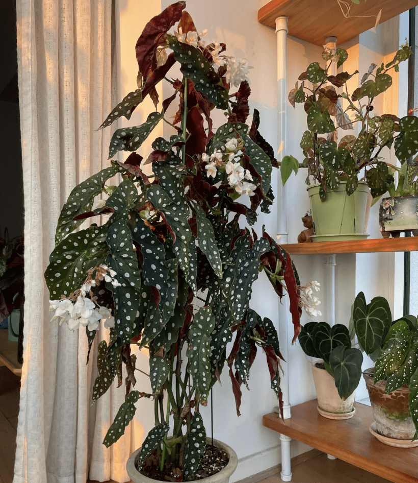 Begonia Plants Live, Rare Begonias Indoor Growing, Hanging Basket, Starter 5 to 9 Inc Tall (Maculata Angel Wing Polka Dot)