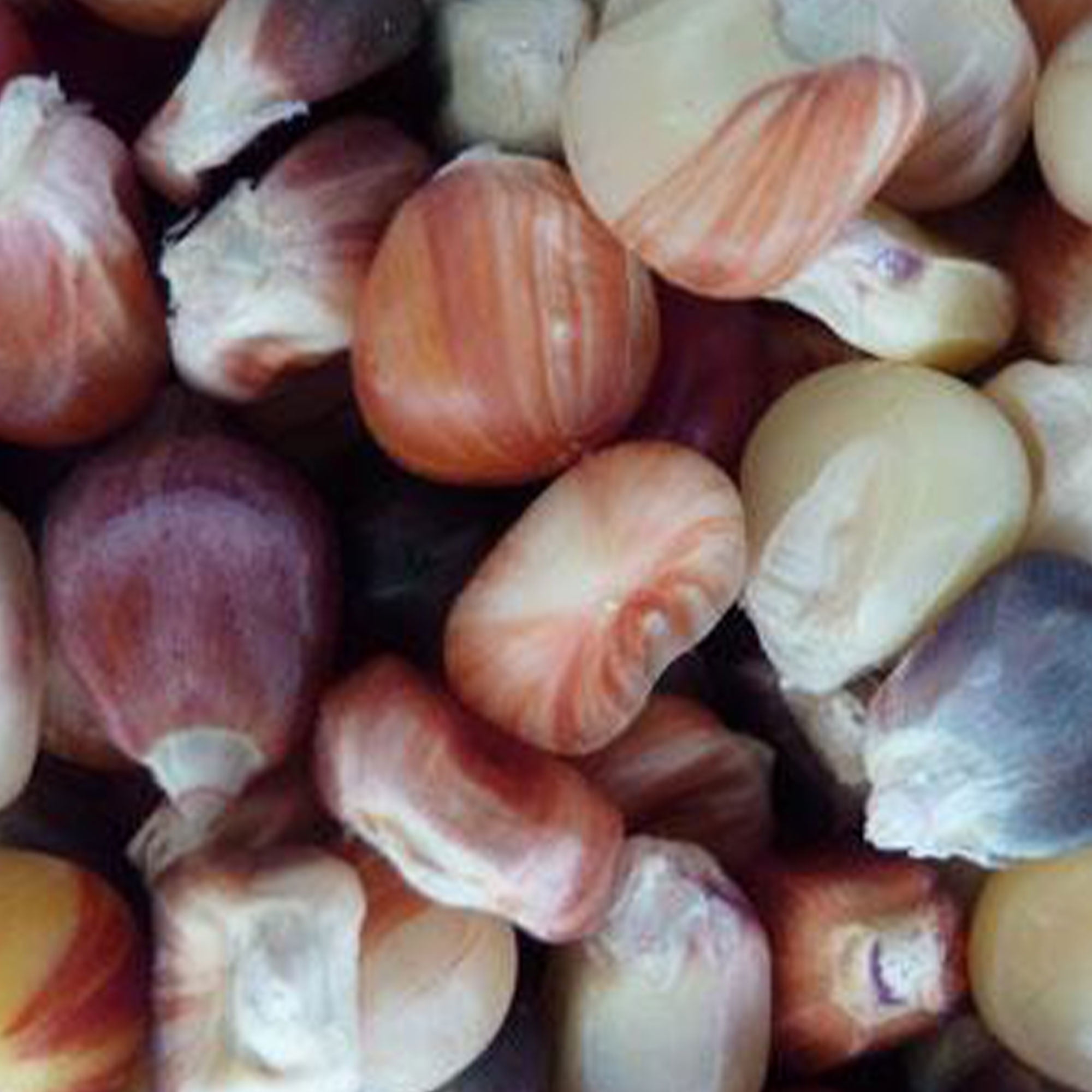 walmart rainbow corn