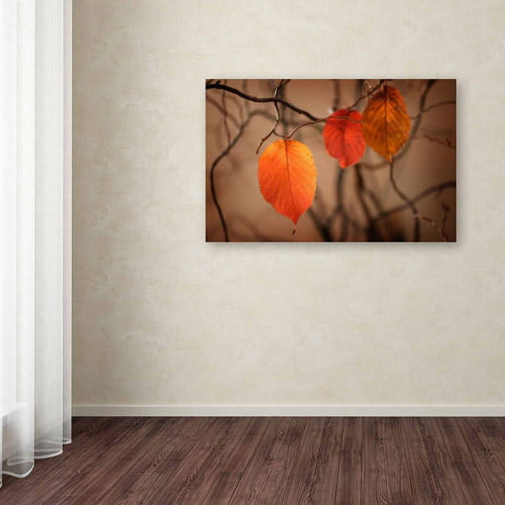 Trademark Fine Art "Leaves after Leaves" Canvas Art by Philippe Sainte-Laudy