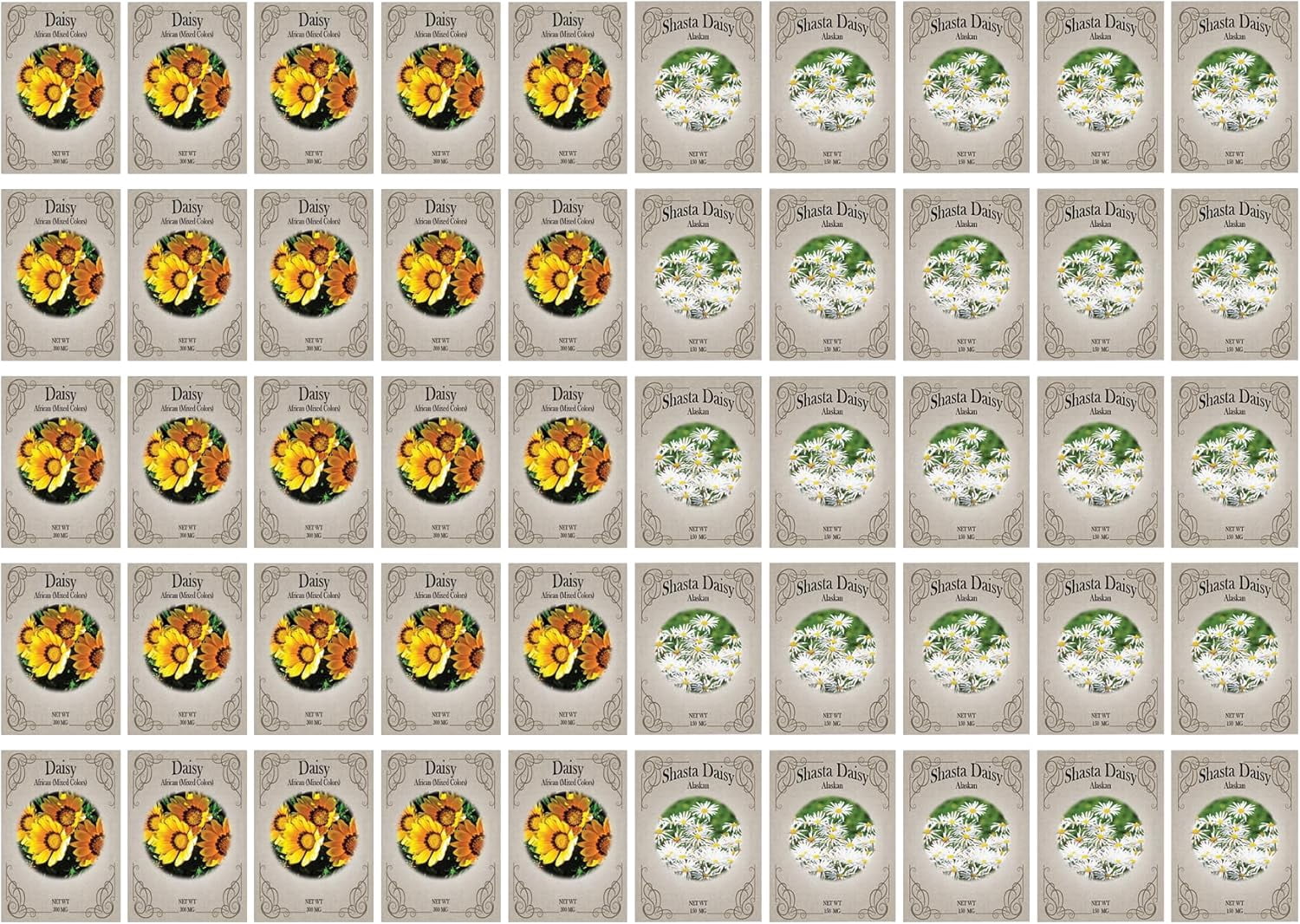 Daisy Flower Seed Variety Pack – 50 Seed Packets | African Daisy & Shasta Daisy Mix
