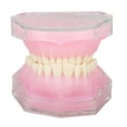 thumbnail image 1 of Modelo de diente de resina desmontable, estándar, para estudio, enseñanza, implante, modo dental para práctica docente., 1 of 14