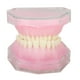 thumbnail image 2 of Modelo de dientes BuyWeekMX de resina desmontable para enseñanza dental, 2 of 9