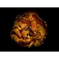 thumbnail image 3 of Carson, Brian 18x15 Black Modern Framed Museum Art Print Titled - Backyard Flowers Gold 80, 3 of 5
