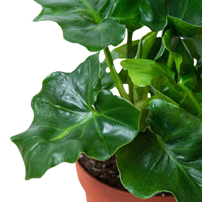 aureum plant Pothos