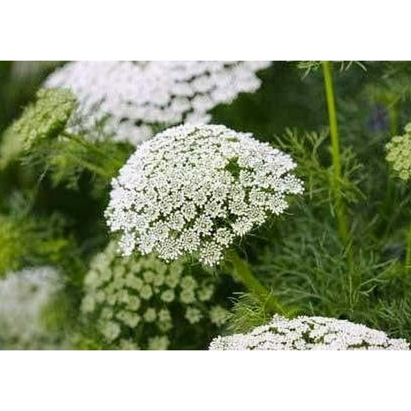 Todd's Seeds Bishops Flower Seed - 2g Seed Packet