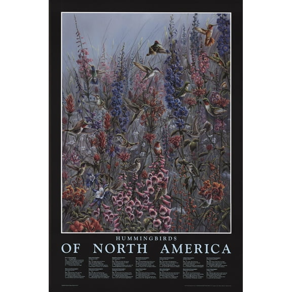 North American Hummingbird Poster