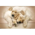 thumbnail image 4 of Keith Kimberlin - Puppies - Golden Retrievers Cuddling Wall Poster with Push Pins, 14.725" x 22.375", 4 of 6