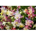 thumbnail image 2 of 50 Mixed Colors MCKANAS GIANT COLUMBINE Aquilegia Vulgaris Flower Seeds, 2 of 11