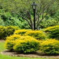 thumbnail image 5 of Southern Living Ligustrum Sunshine Live Shrub in 5-Gallon Grower Pot, 5 of 10