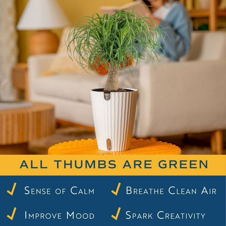 air purifying plants philodendron LittleJungle Philodendron Micans
