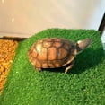 thumbnail image 4 of Turtle Basking Platform Fish Tank Aquarium Ramp Reptile Ladder Resting Q9B1, 4 of 8