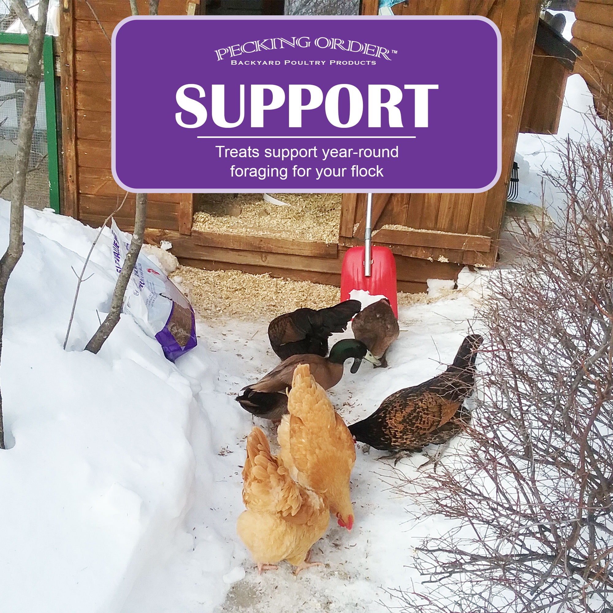 (3 pack) Pecking Order Dried Mealworms Backyard Chicken Treat, 5 lb. Poultry Feed & Treat. Value Size!