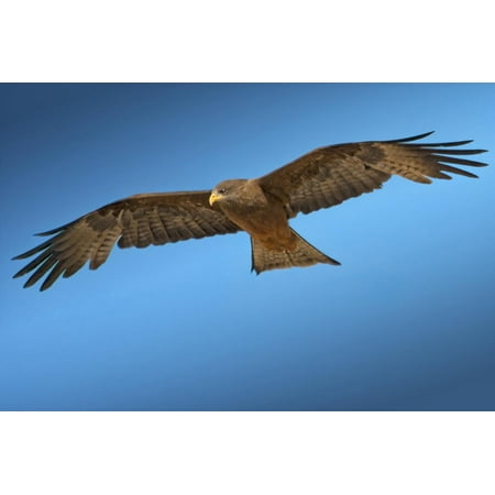 Tawny Eagle - Tawny Eagle Flying, Filling Frame Print Wall Art By Sheila Haddad