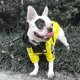 thumbnail image 4 of Abrigo impermeable para perros, ropa para mascotas con cara de perro, chaqueta para exteriores, impermeable para perros, ropa reflectante para perros pequeños, medianos y grandes, M, 4 of 5