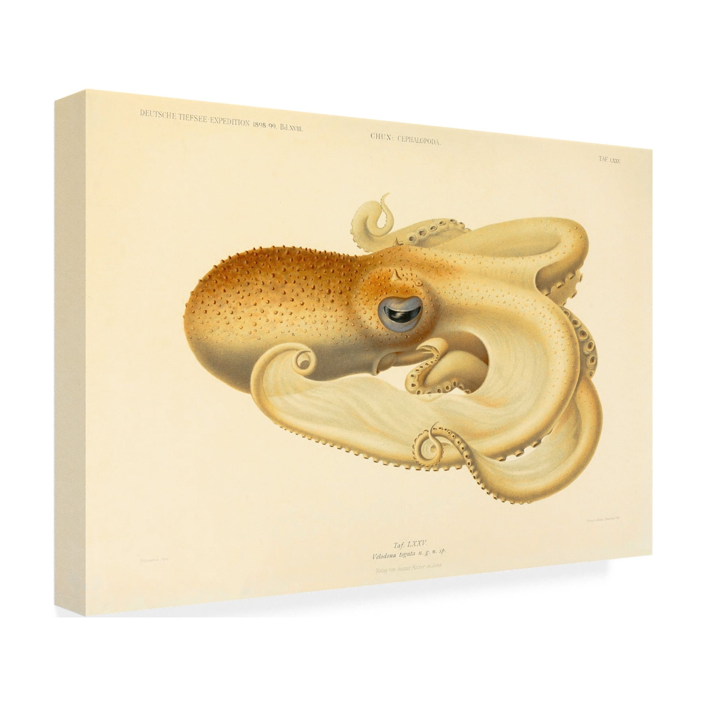 Print Collection 'Octopus Die Cephalopod 1915 Plate 75' Canvas Art