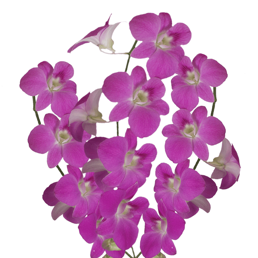 70 Queen Pink Dendrobium Orchid Flowers Beautiful Fresh Cut Flowers