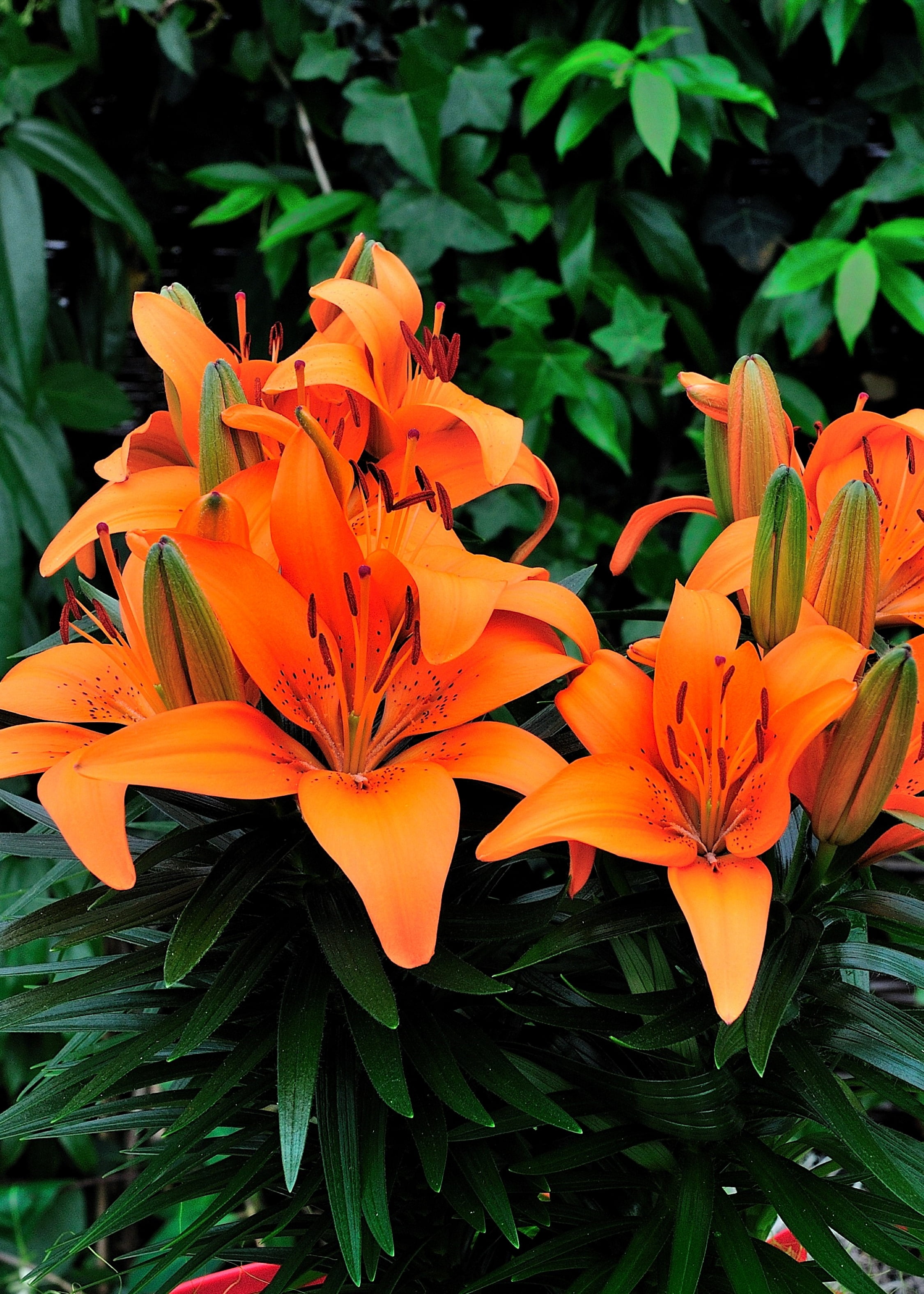 Expert Gardener Outdoor Live Plant Asiatic Lily Tiny Invader
