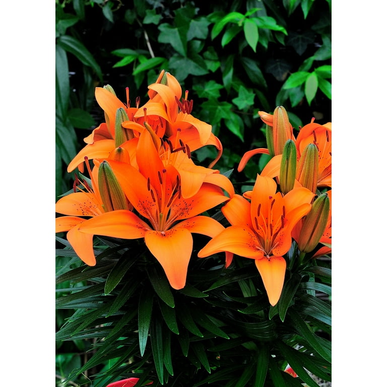 Expert Gardener Outdoor Live Plant Asiatic Lily Tiny Invader
