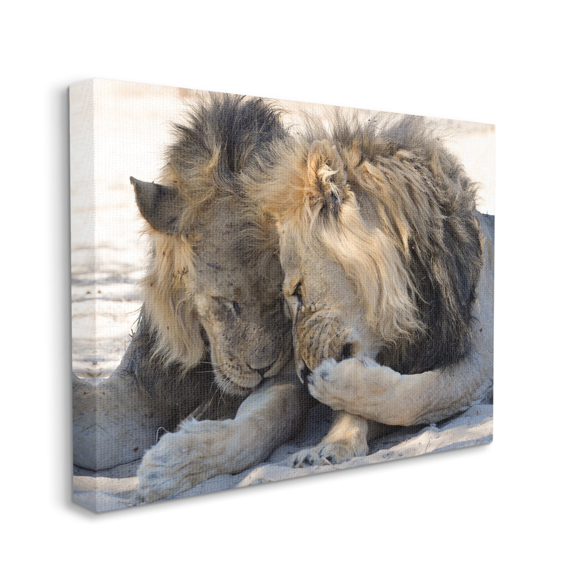 Stupell Industries Wildlife Gossip Lions Animals & Insects Photography Gallery Wrapped Canvas Art Print Wall Art, 30 x 24
